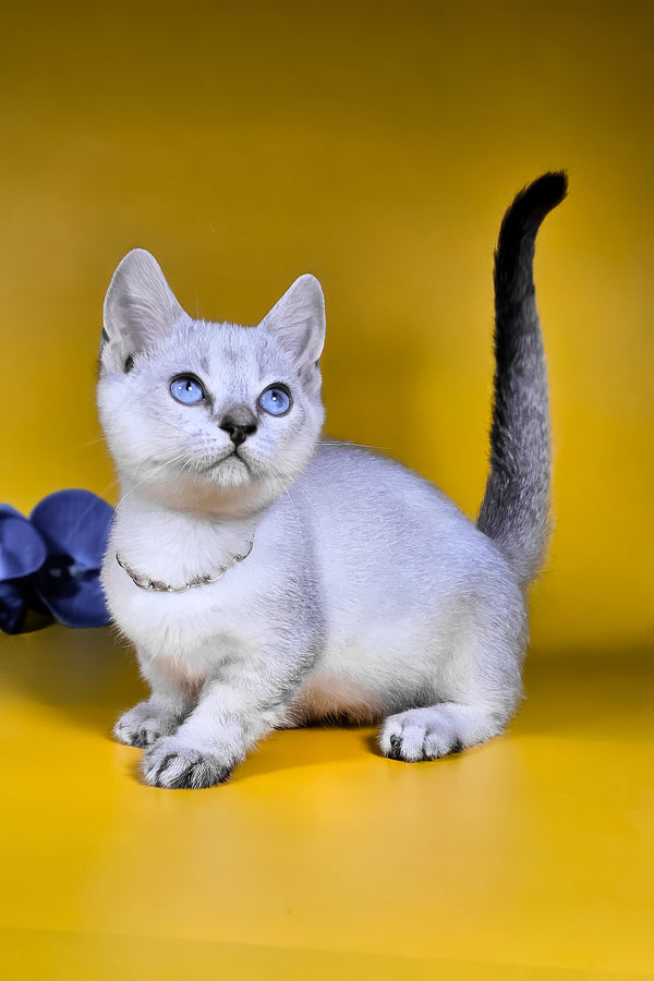 Michael munchkin kitten with silver fur blue harlequin eyes and black tipped tail perfect for breeding rights