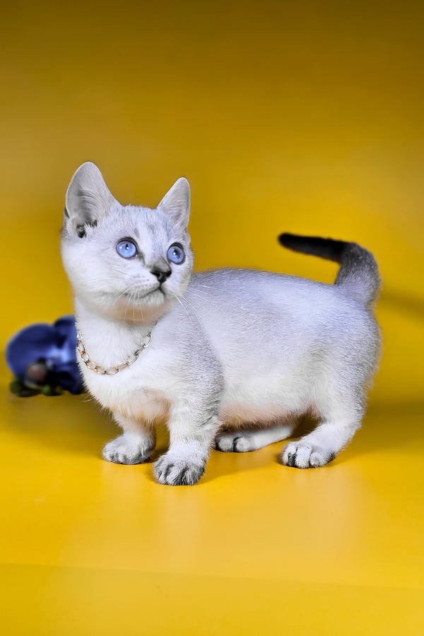 Michael munchkin kitten with blue harlequin eyes fluffy silver fur black tipped tail and breeding rights pearl necklace