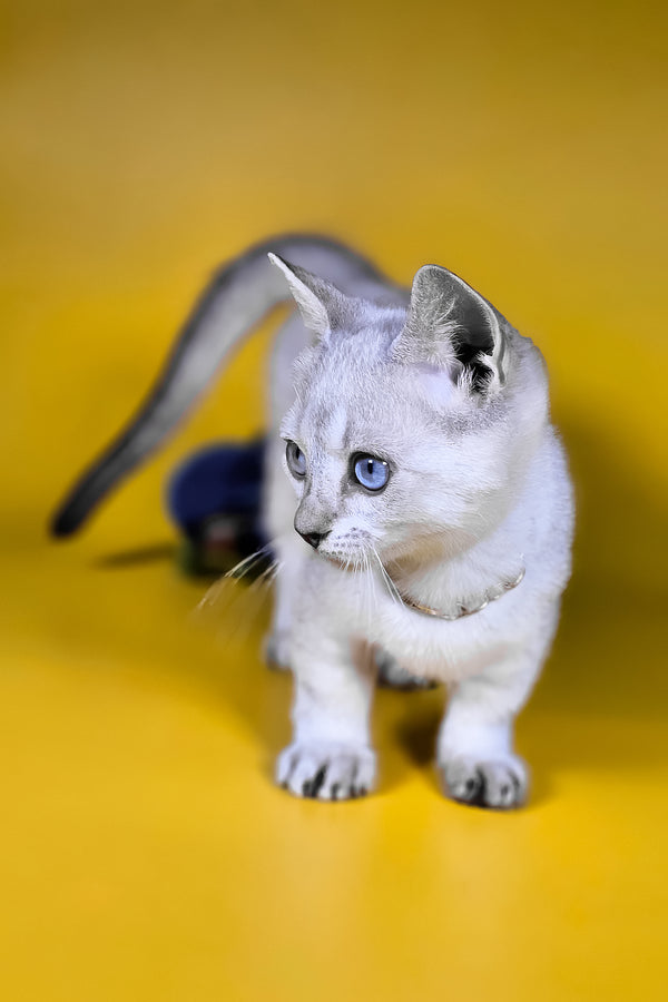 Michael munchkin kitten with fluffy white fur blue harlequin eyes and sleek silver gray tail perfect for breeding rights