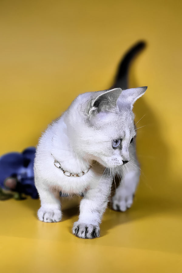 Michael munchkin kitten with blue harlequin eyes fluffy white fur and sleek silver chain collar with breeding rights