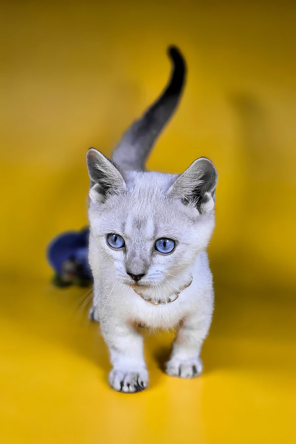 Michael munchkin kitten with fluffy white fur blue harlequin eyes and dark gray tail against yellow background breeding rights