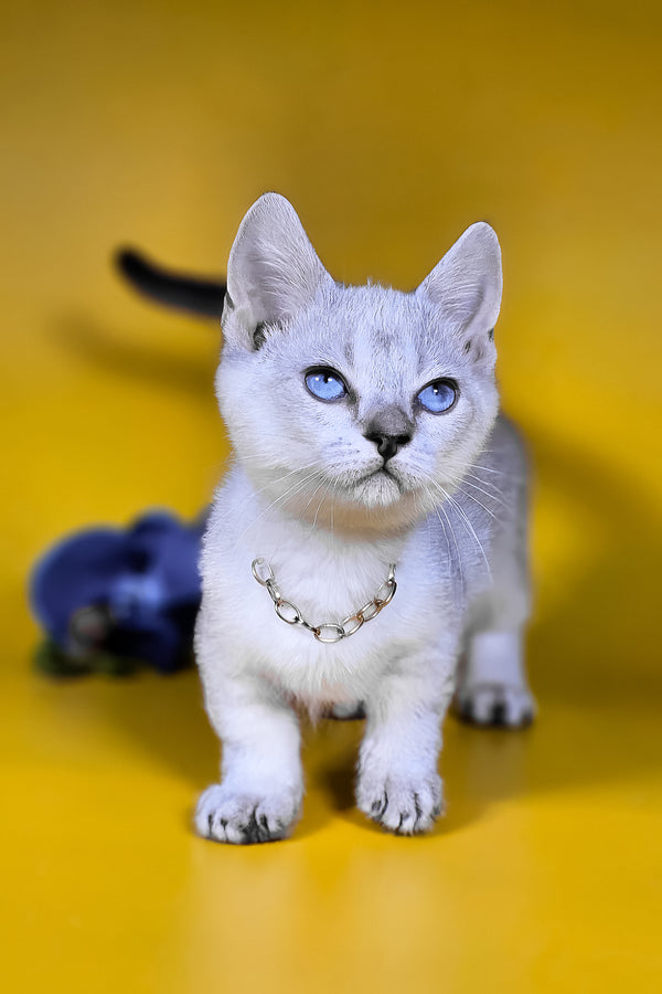 White munchkin kitten named michael with striking blue harlequin eyes wearing a silver chain collar for breeding rights
