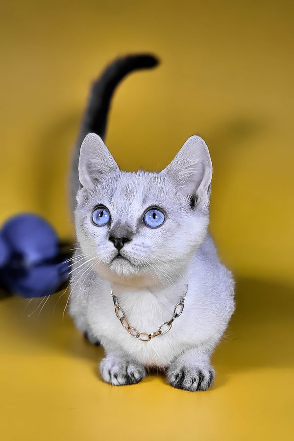 Michael munchkin kitten with silver chain collar blue harlequin eyes and black tipped tail available with breeding rights