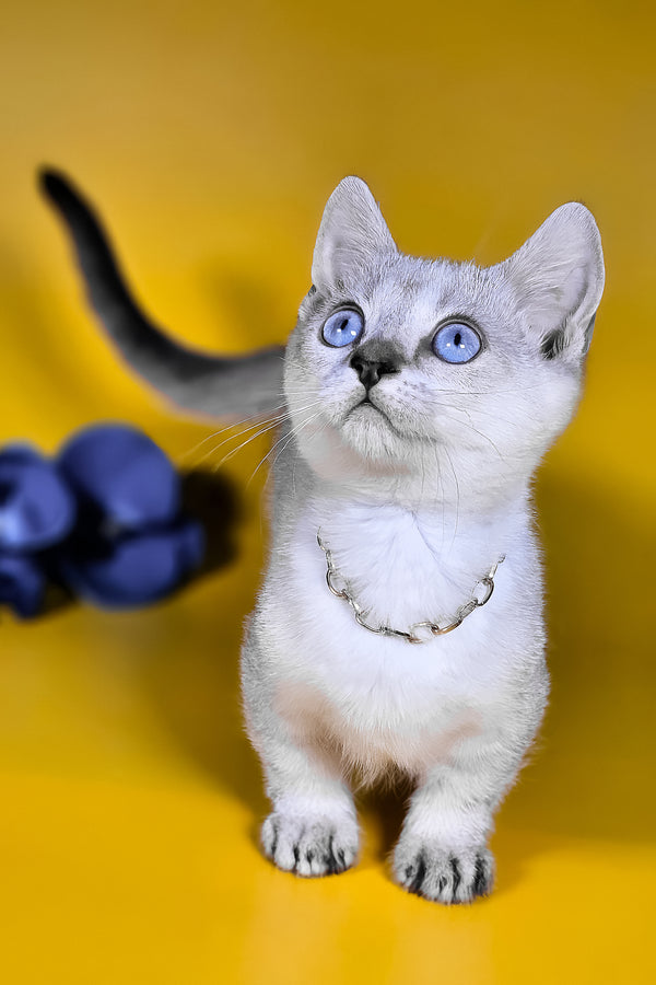 Michael munchkin kitten with striking blue harlequin eyes wearing a silver chain necklace for breeding rights