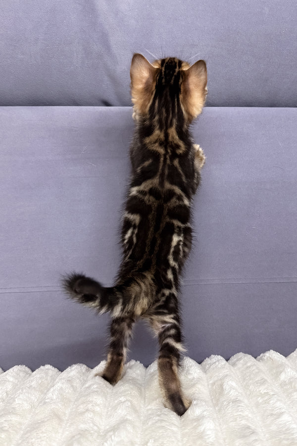 Michael | Bengal Kitten
