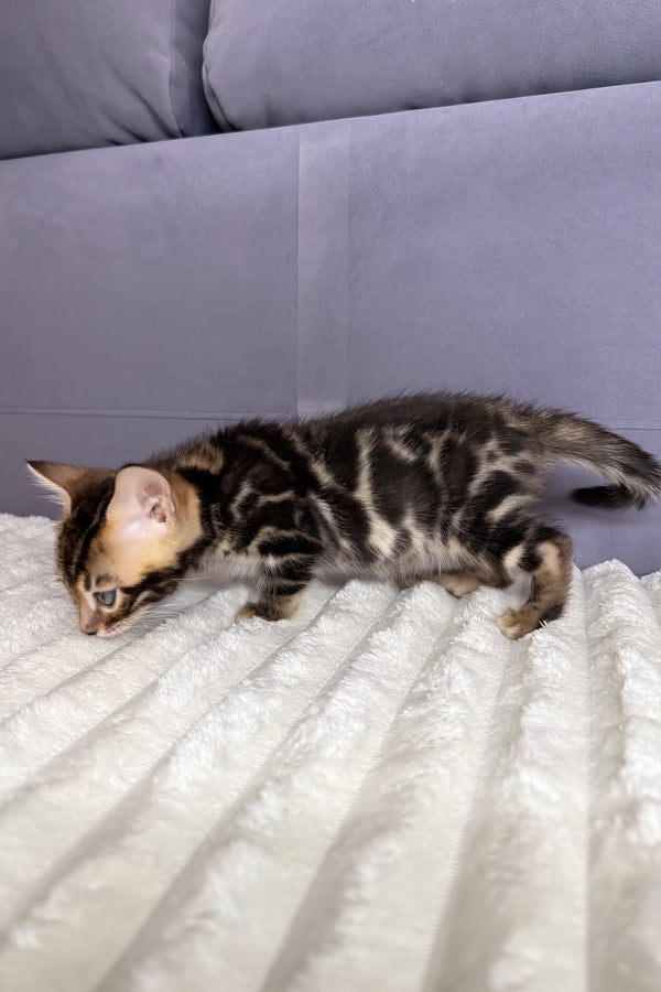 Michael | Bengal Kitten