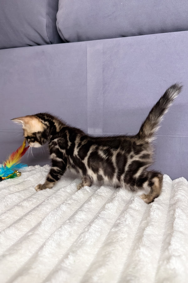 Michael | Bengal Kitten