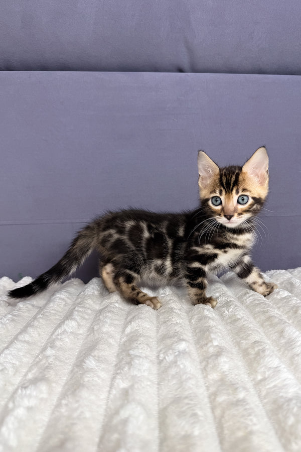 Michael | Bengal Kitten
