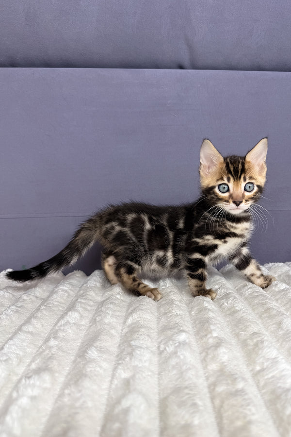 Michael | Bengal Kitten