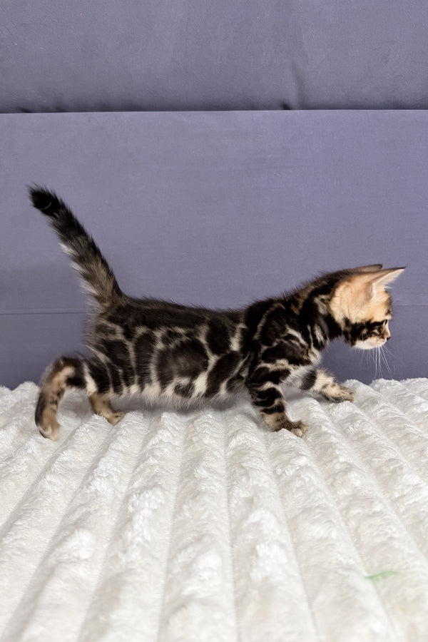 Michael | Bengal Kitten