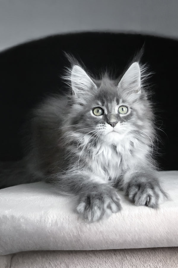 Michel | Maine Coon Kitten