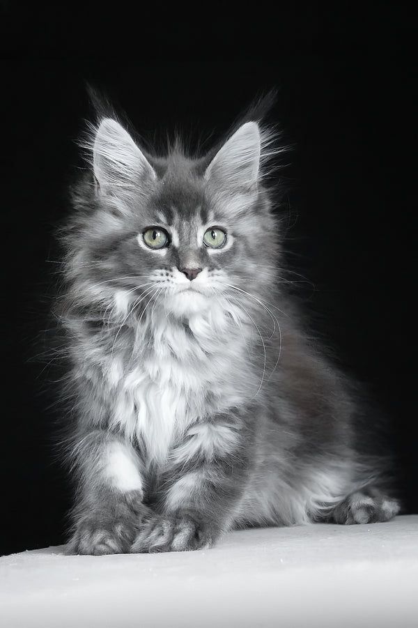 Michel | Maine Coon Kitten