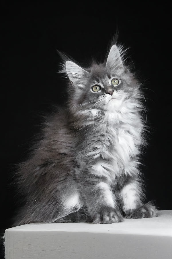 Michel | Maine Coon Kitten