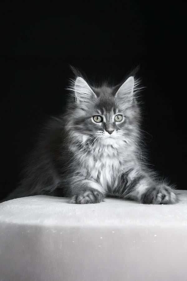 Michel | Maine Coon Kitten