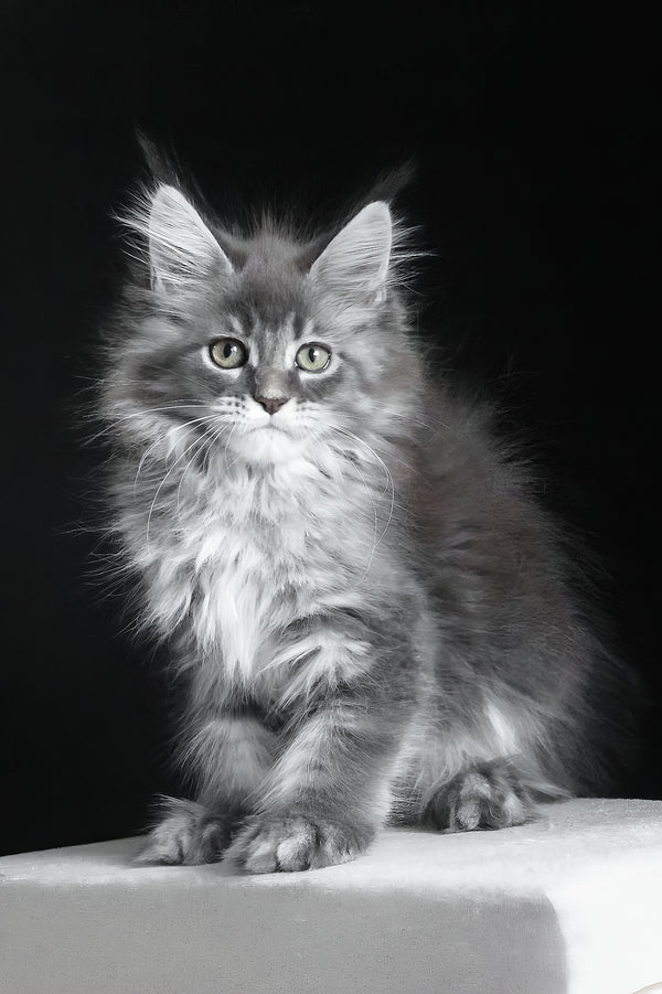 Michel | Maine Coon Kitten