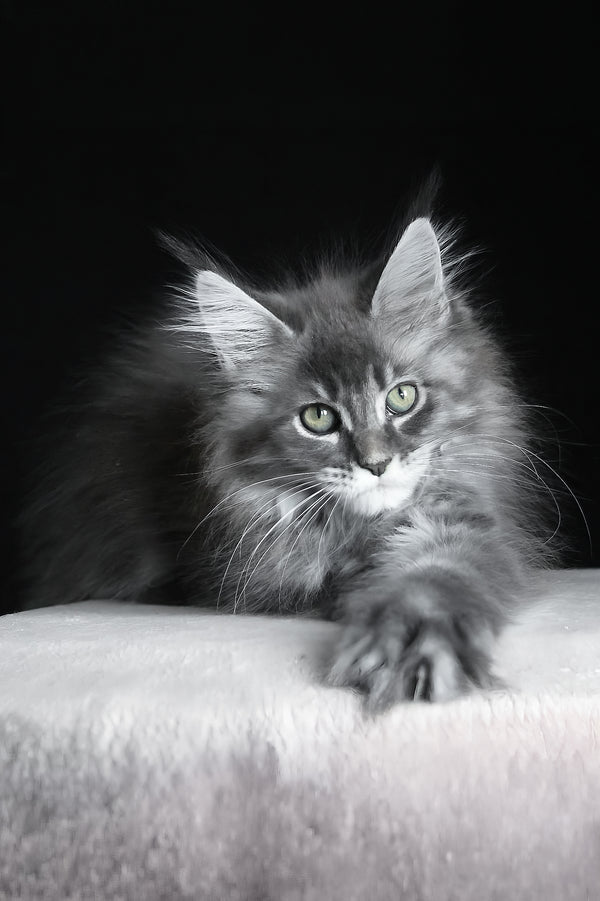 Michel | Maine Coon Kitten