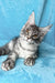 Michelle | Maine Coon Kitten