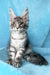 Michelle | Maine Coon Kitten