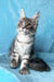 Michelle | Maine Coon Kitten