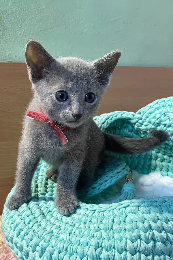 Milan | Russian Blue Kitten