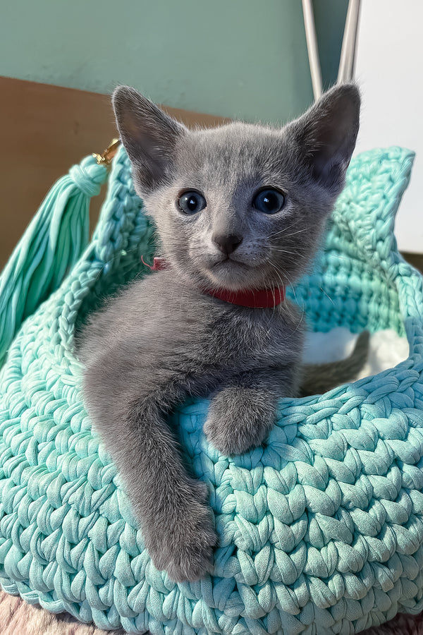 Milan | Russian Blue Kitten