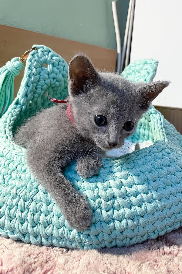 Milan | Russian Blue Kitten