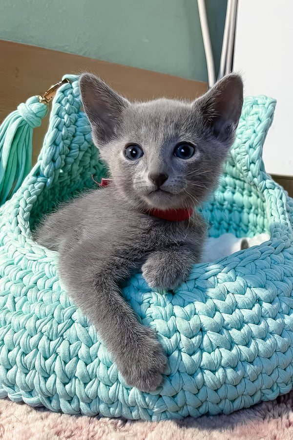 Milan | Russian Blue Kitten