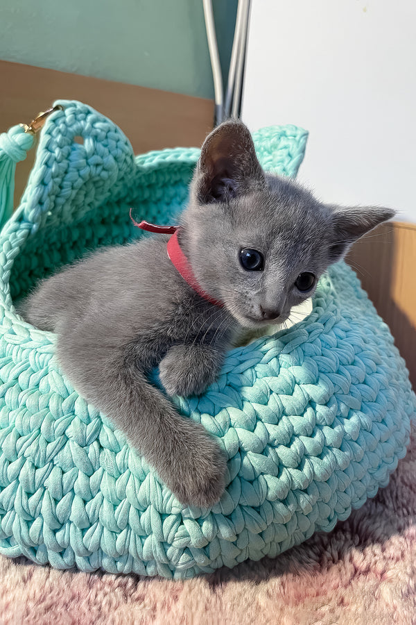 Milan | Russian Blue Kitten