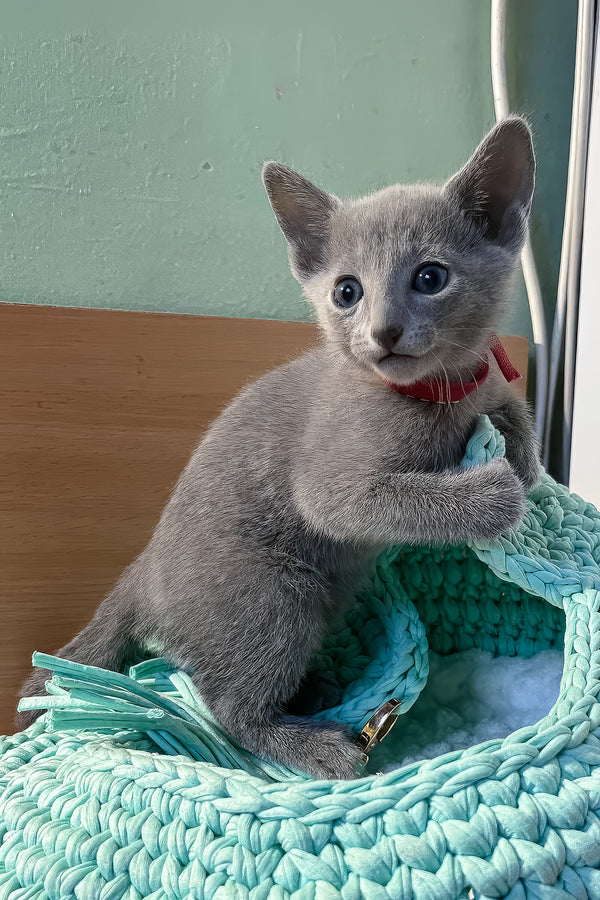 Milan | Russian Blue Kitten