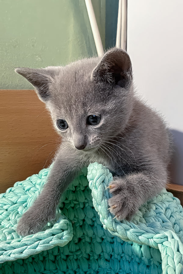 Milan | Russian Blue Kitten