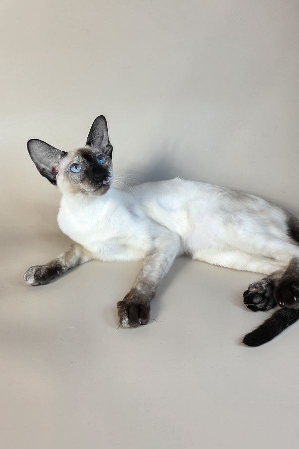 Milana | Oriental Shorthair Kitten