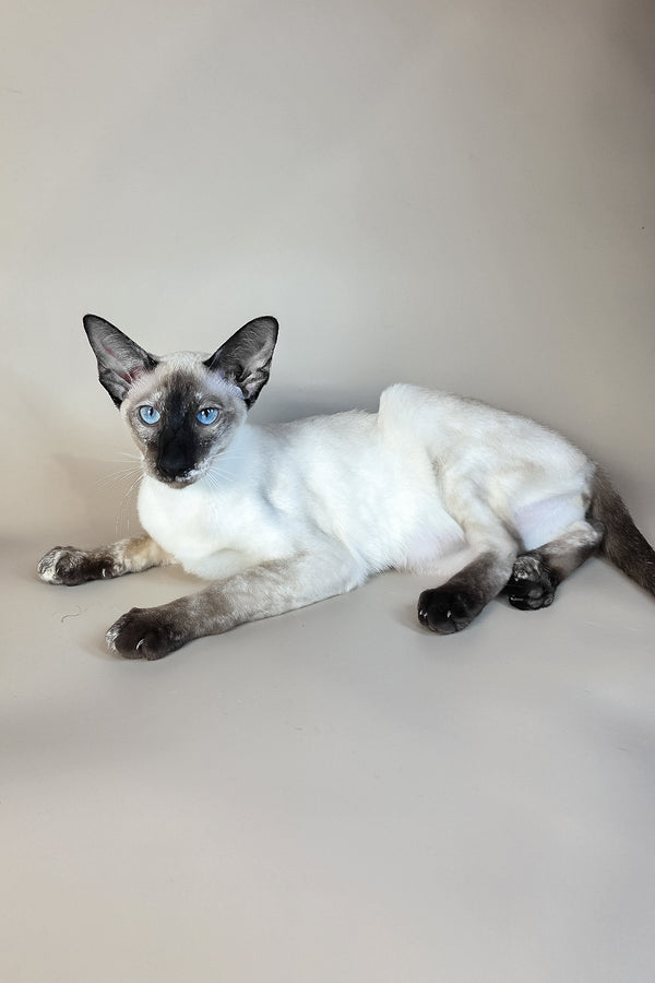 Milana | Oriental Shorthair Kitten