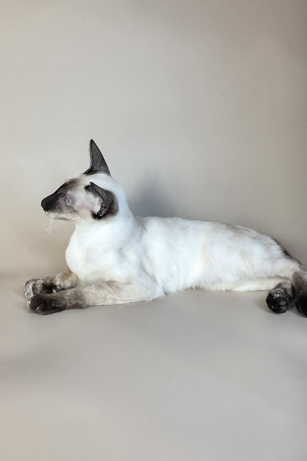 Milana | Oriental Shorthair Kitten