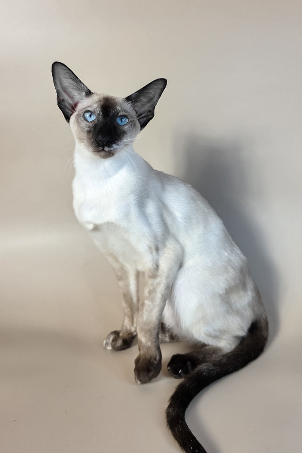 Milana | Oriental Shorthair Kitten