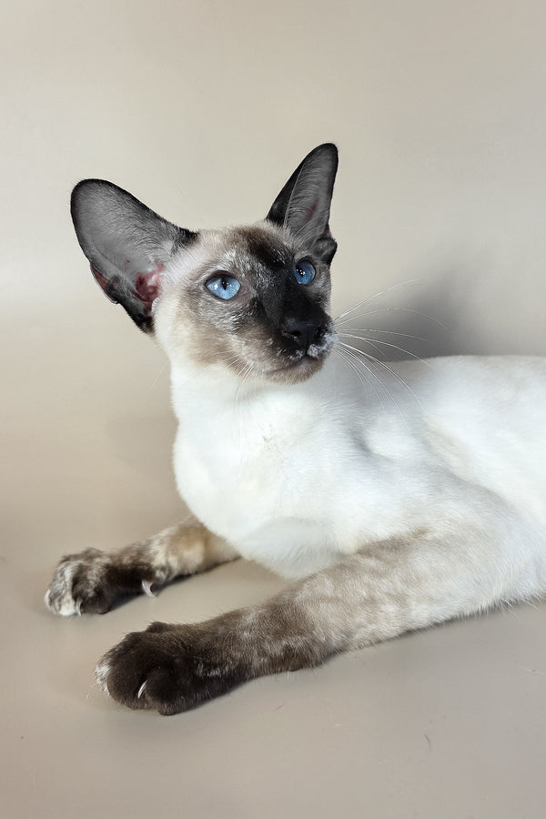 Milana | Oriental Shorthair Kitten