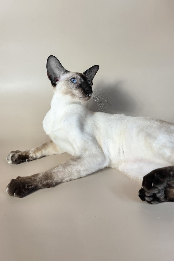 Milana | Oriental Shorthair Kitten