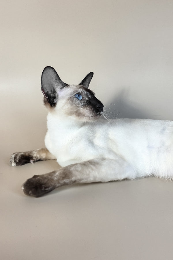 Milana | Oriental Shorthair Kitten