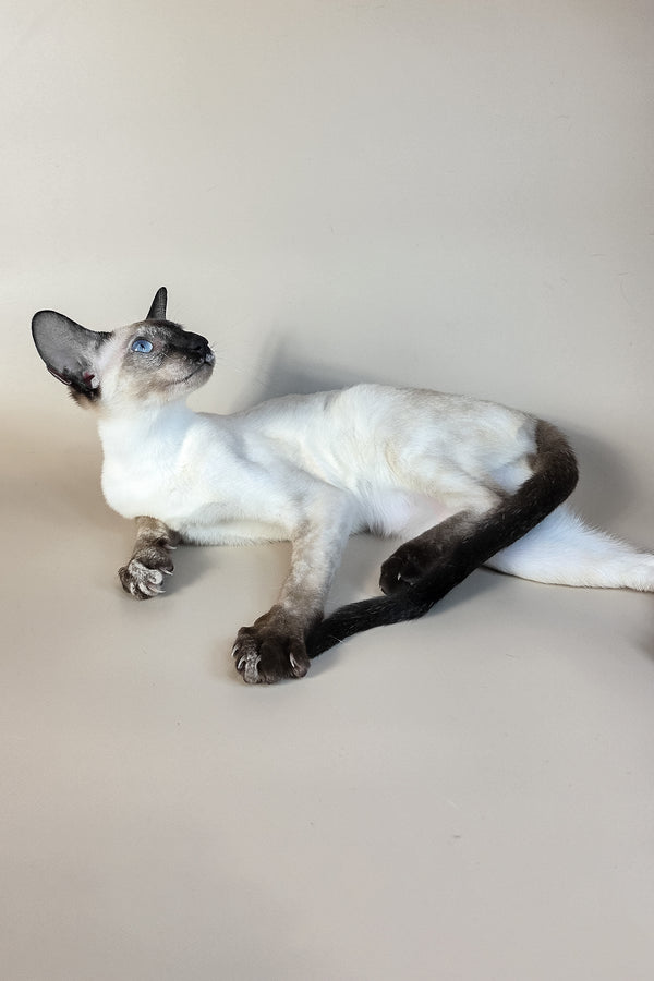 Milana | Oriental Shorthair Kitten