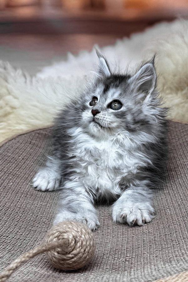 Milanya | Polydactyl Maine Coon Kitten