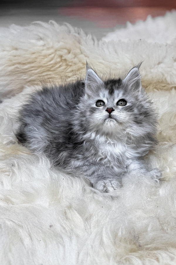 Milanya | Polydactyl Maine Coon Kitten