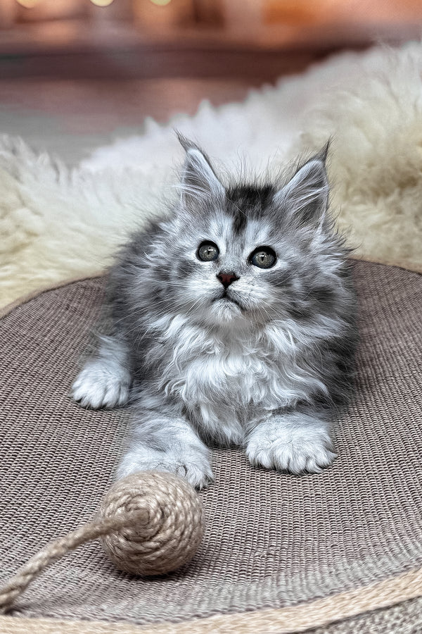 Milanya | Polydactyl Maine Coon Kitten