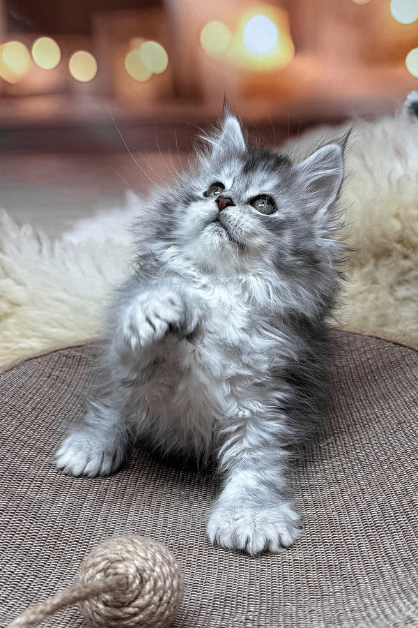 Milanya | Polydactyl Maine Coon Kitten