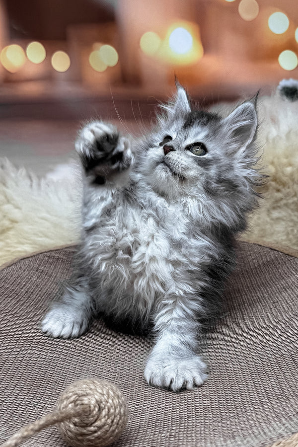 Milanya | Polydactyl Maine Coon Kitten