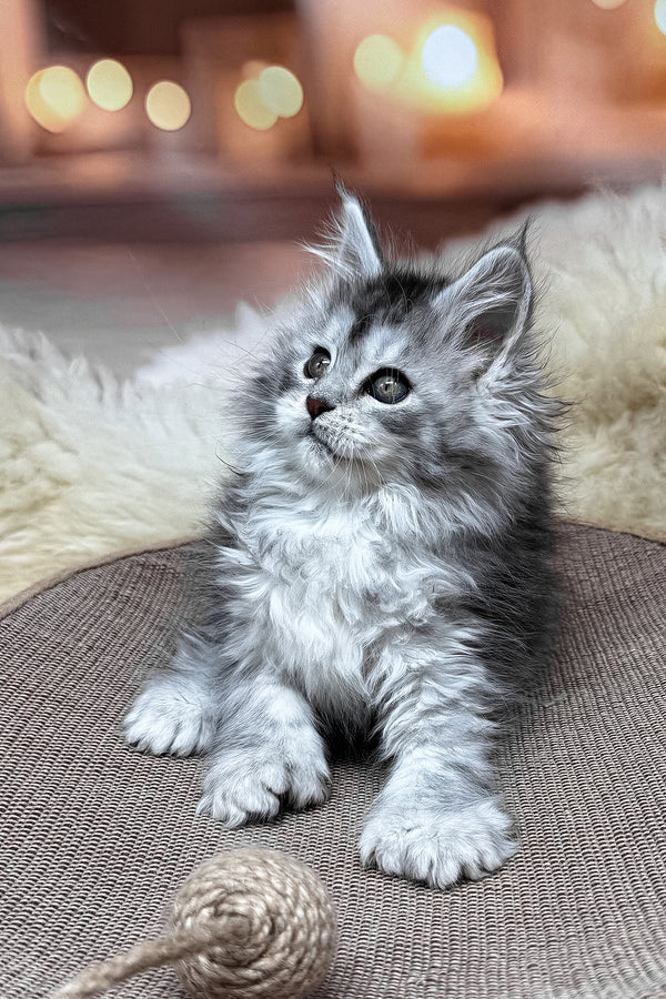 Milanya | Polydactyl Maine Coon Kitten