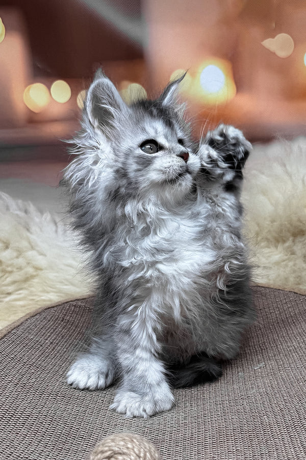 Milanya | Polydactyl Maine Coon Kitten