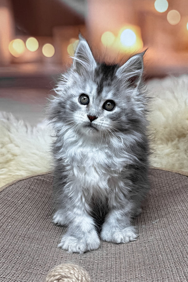 Milanya | Polydactyl Maine Coon Kitten