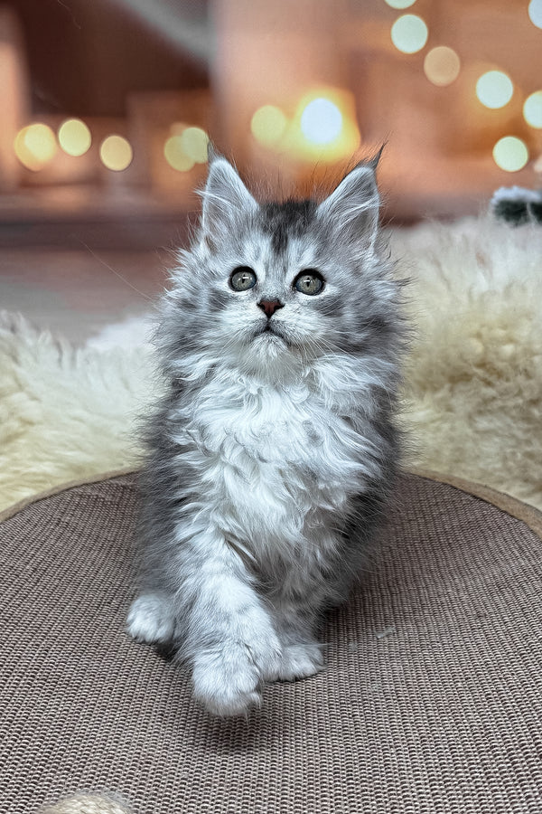 Milanya | Polydactyl Maine Coon Kitten