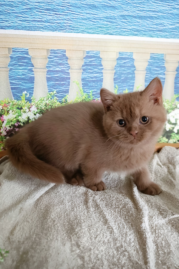 Milena | British Shorthair Kitten