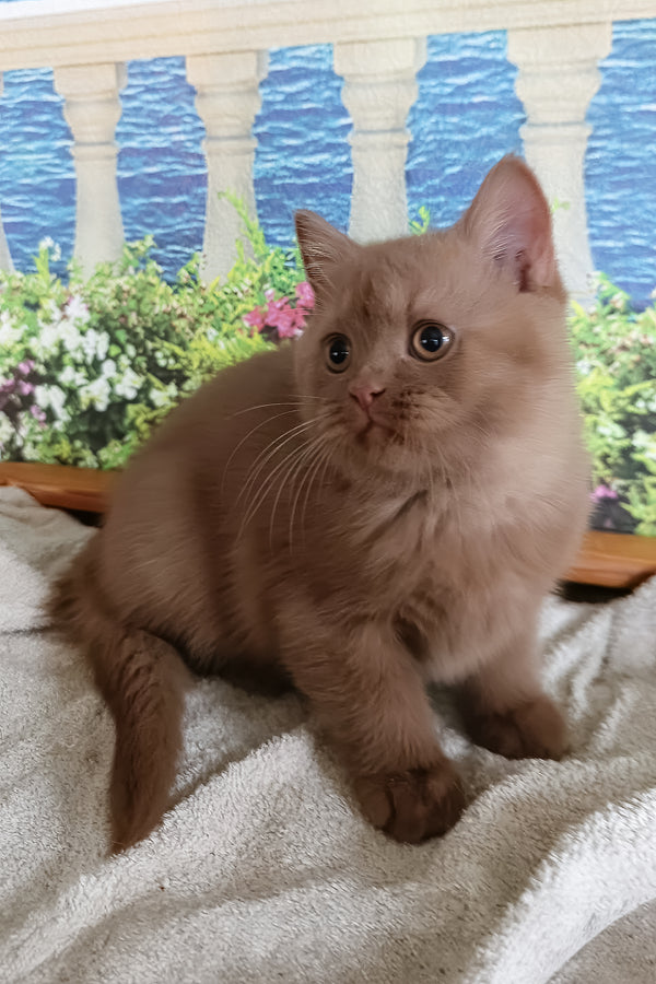 Milena | British Shorthair Kitten
