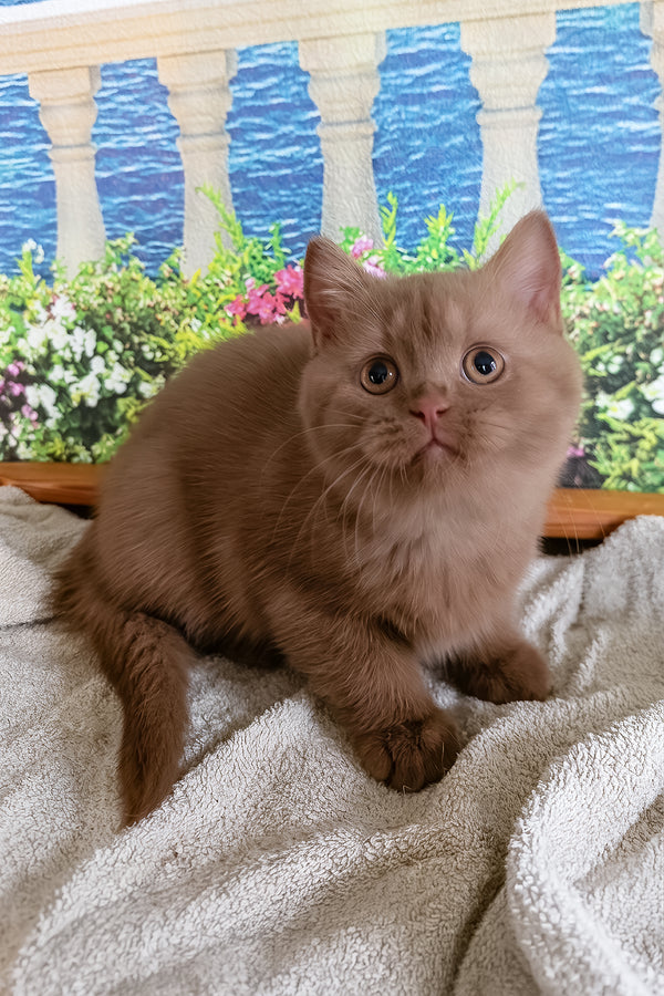 Milena | British Shorthair Kitten